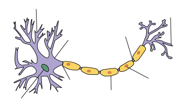 parts of a neuron
